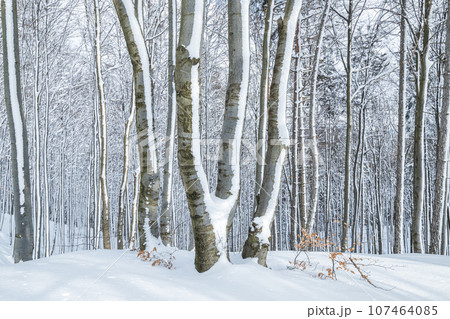 Winter landscape of forest with trees covered with fresh snow. 107464085