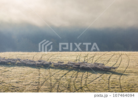 A herd of grazing sheep on a meadow. A herd of grazing sheep on a meadow. 107464094