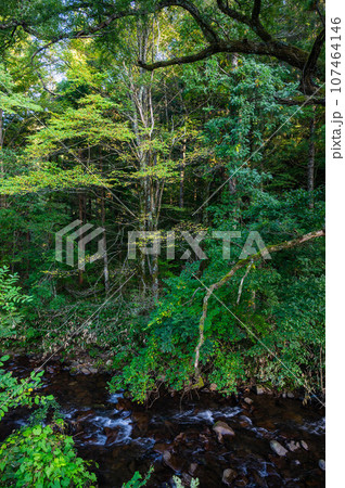 初秋の森林に流れる小黒川 107464146