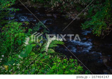 水辺の白いイタドリの実 水辺の白いイタドリの実 107464147