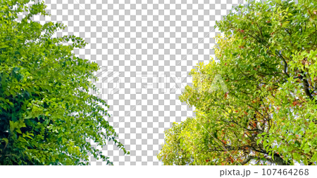 木の切抜き2種類(背景透過) 木の切抜き2種類(背景透過) 107464268