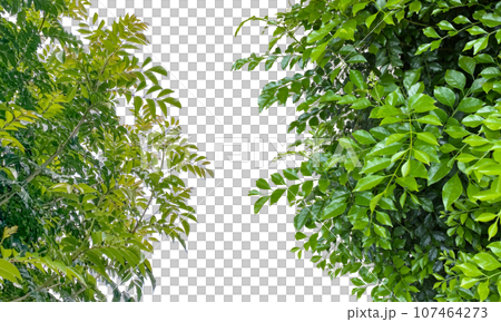 木の切抜き2種類（背景透過） 107464273