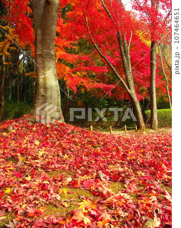 紅葉のモミジの枯れ葉の散った公園風景 107464651