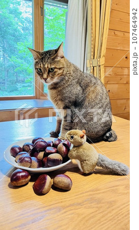 ログハウスのダイニングテーブルにいる猫と小布施栗、リスのぬいぐるみ ログハウスのダイニングテーブルにいる猫と小布施栗、リスのぬいぐるみ 107464942