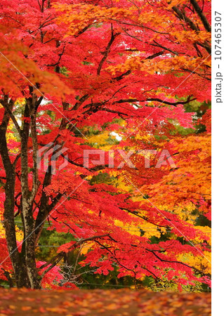真っ赤な紅葉 真っ赤な紅葉 107465307