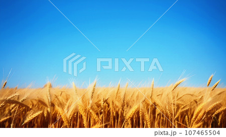 収穫間近の麦の穂 収穫間近の麦の穂 107465504