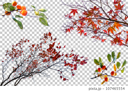Autumn leaves and cutouts of persimmon fruits and branches 107465554