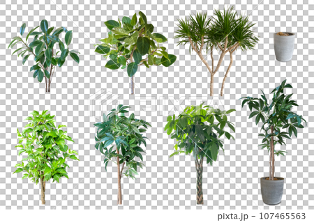 Collection of ornamental plant clippings (background transparent) 107465563
