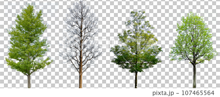 4 types of tree cutouts (transparent background) 107465564
