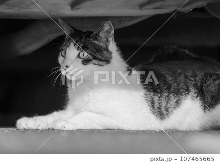 猫 107465665