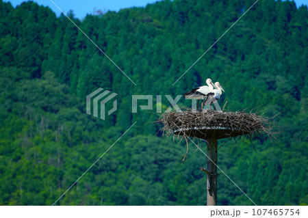 【兵庫県】おしどり夫婦のコウノトリ 107465754
