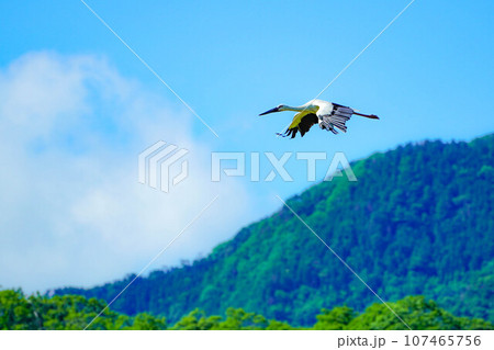 【兵庫県】晴天を飛翔するコウノトリ 107465756