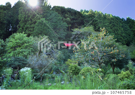 埼玉県飯能市上名栗上名栗のパワースポット 八坂神社 埼玉県飯能市上名栗上名栗のパワースポット 八坂神社 107465758