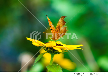 ミニヒマワリに集まるタテハチョウ 107465862