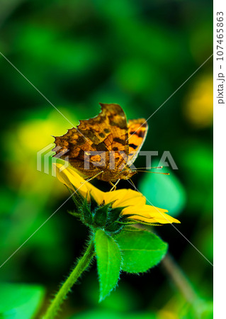 ミニヒマワリに集まるタテハチョウ【縦アングル】 107465863