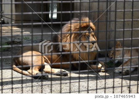 桐生が岡動物園　ライオン② 107465943