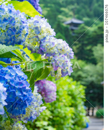 【岡山県】西法院の紫陽花 【岡山県】西法院の紫陽花 107466076