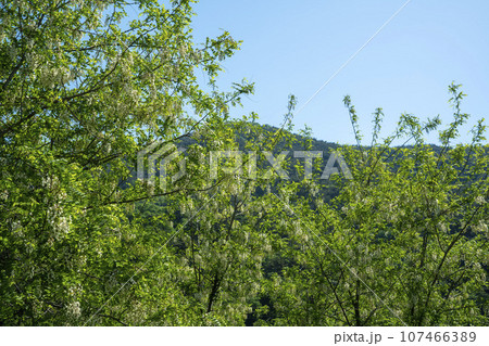 Bicycle path along the Seomjingang River 107466389