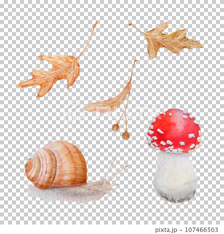 Red fly agaric, dried leaves, linden seeds, snail. Watercolor hand drawn realistic botanical illustration with Amanita muscaria mushrooms for eco goods, cards, posters, natural herbal medicine, books 107466503