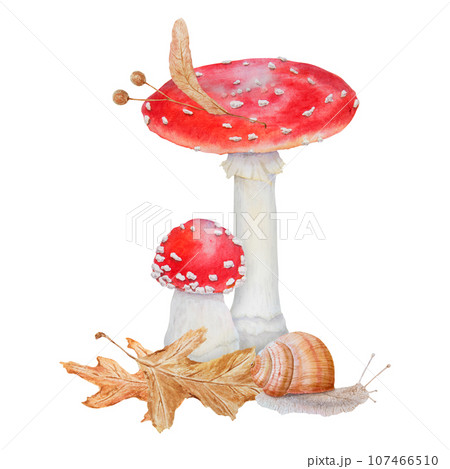 Red fly agaric, dried leaves, linden seeds, snail. Watercolor hand drawn realistic botanical illustration with Amanita muscaria mushrooms for eco goods, cards, posters, natural herbal medicine, books Red fly agaric, dried leaves, linden seeds, snail. Watercolor hand drawn realistic botanical illustration with Amanita muscaria mushrooms for eco goods, cards, posters, natural herbal medicine, books 107466510