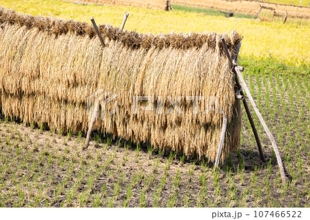 天日干しされた稲穂 107466522
