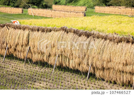 天日干しされた稲穂 天日干しされた稲穂 107466527