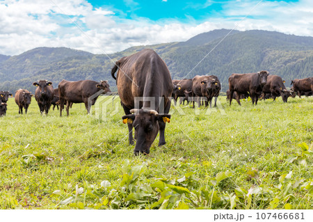 高原の牧場の牛の群れ 107466681