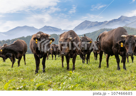高原の牧場の牛の群れ 高原の牧場の牛の群れ 107466685