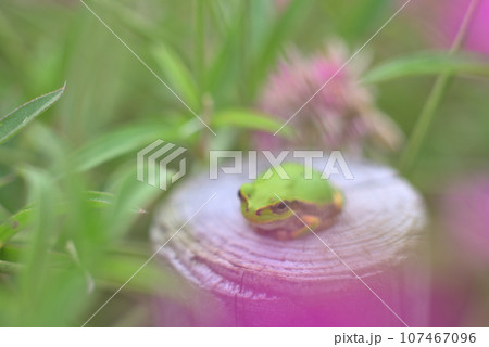 ゴンフレナのピンクの花とカエル 107467096