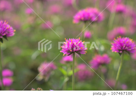 花壇に咲くゴンフレナのピンクの花 107467100