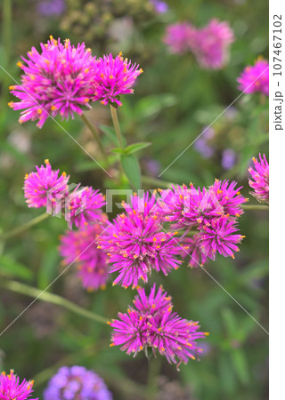 花壇に咲くゴンフレナのピンクの花 107467102