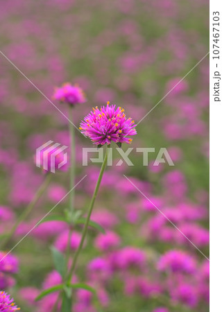 花壇に咲くゴンフレナのピンクの花 花壇に咲くゴンフレナのピンクの花 107467103