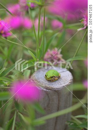 ゴンフレナのピンクの花とカエル ゴンフレナのピンクの花とカエル 107467105
