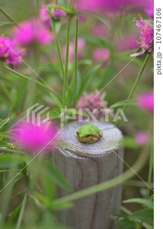 ゴンフレナのピンクの花とカエル ゴンフレナのピンクの花とカエル 107467106