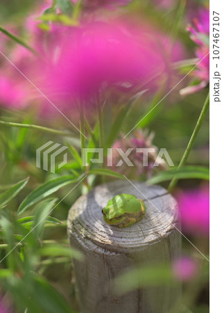 ゴンフレナのピンクの花とカエル 107467107