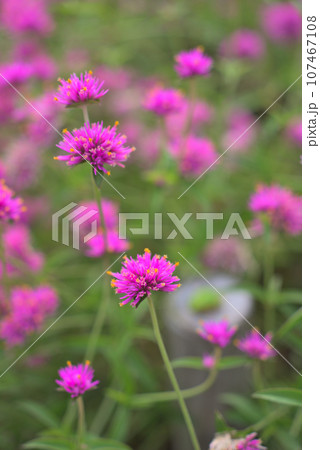ゴンフレナのピンクの花とカエル ゴンフレナのピンクの花とカエル 107467108