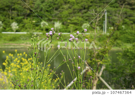 Bicycle path along the Seomjingang River 107467364