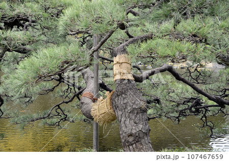 こも巻した松 107467659