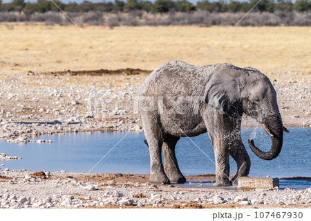 African Elephant drinking at a waterhole 107467930