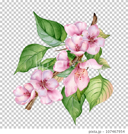 Watercolor illustration with pink flowers of peach tree isolated on white. Blossom fruit tree, white bloom hand painting. Design element for wedding invitation, textile, wrapping, card, package Watercolor illustration with pink flowers of peach tree isolated on white. Blossom fruit tree, white bloom hand painting. Design element for wedding invitation, textile, wrapping, card, package 107467954