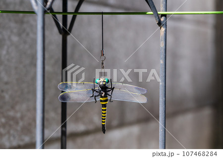 オニヤンマ　蚊、アブ避けグッズ 107468284