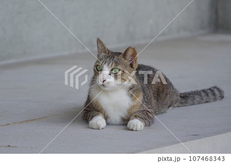 見つめる猫 107468343