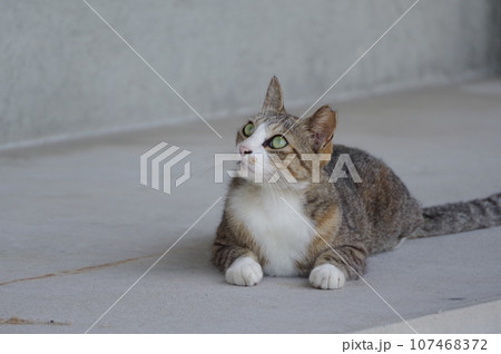 見つめる猫 107468372