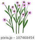 Wilgrass flower 107468454