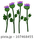 Wilgrass flower 107468455