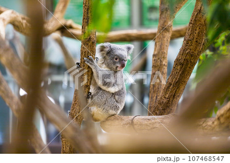 埼玉県東松山市 こども動物自然公園コアラ 埼玉県東松山市 こども動物自然公園コアラ 107468547
