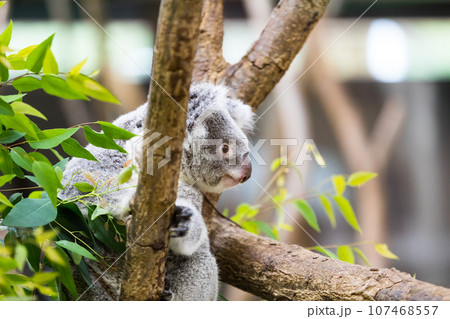 埼玉県東松山市　こども動物自然公園コアラ 107468557