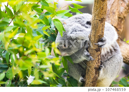 埼玉県東松山市 こども動物自然公園コアラ 埼玉県東松山市 こども動物自然公園コアラ 107468559