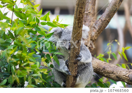 埼玉県東松山市 こども動物自然公園コアラ 埼玉県東松山市 こども動物自然公園コアラ 107468560