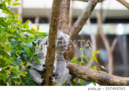 埼玉県東松山市 こども動物自然公園コアラ 埼玉県東松山市 こども動物自然公園コアラ 107468561